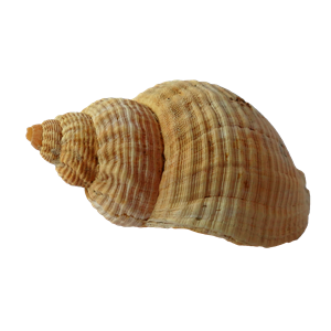 Seashell PNG-37151